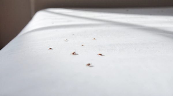 Découvrez comment sélectionner un expert en punaises de lit